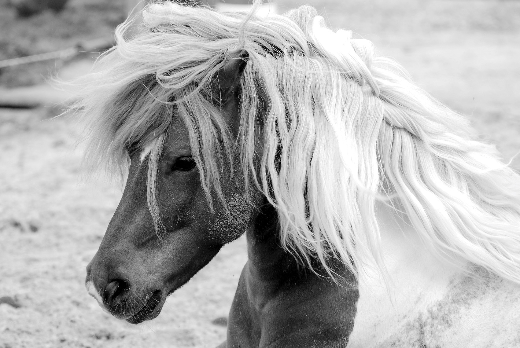 Tête de cheval en noir et blanc