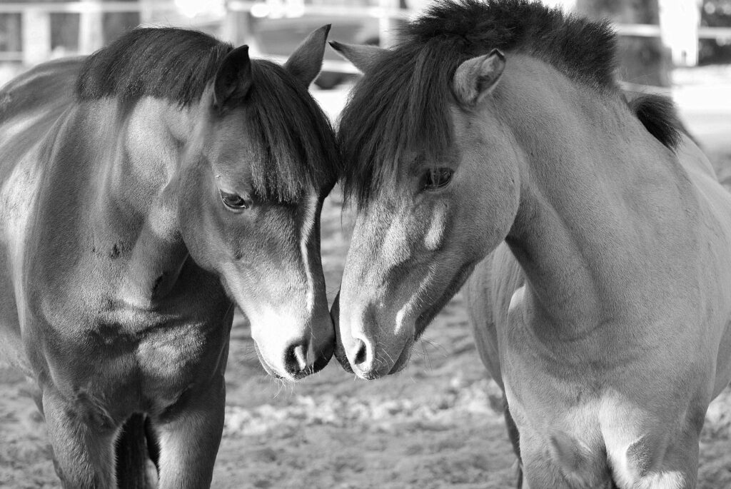 Poneys A qui parle le cheval